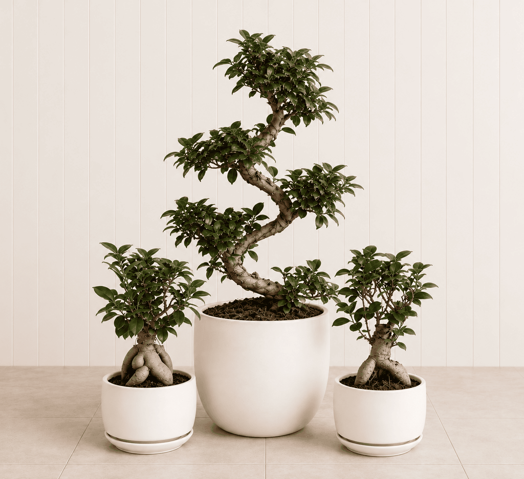 Bonsai Starter Pack
