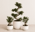 Bonsai Starter Pack