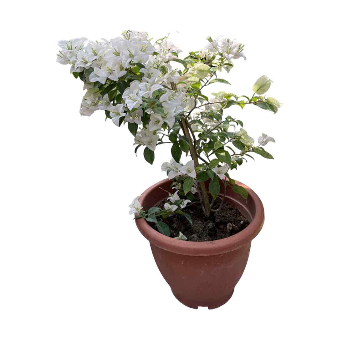 White bougainvillea plant in a terracotta nursery pot with dark green leaves