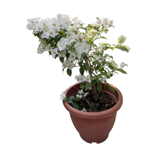 Bougainvillea White