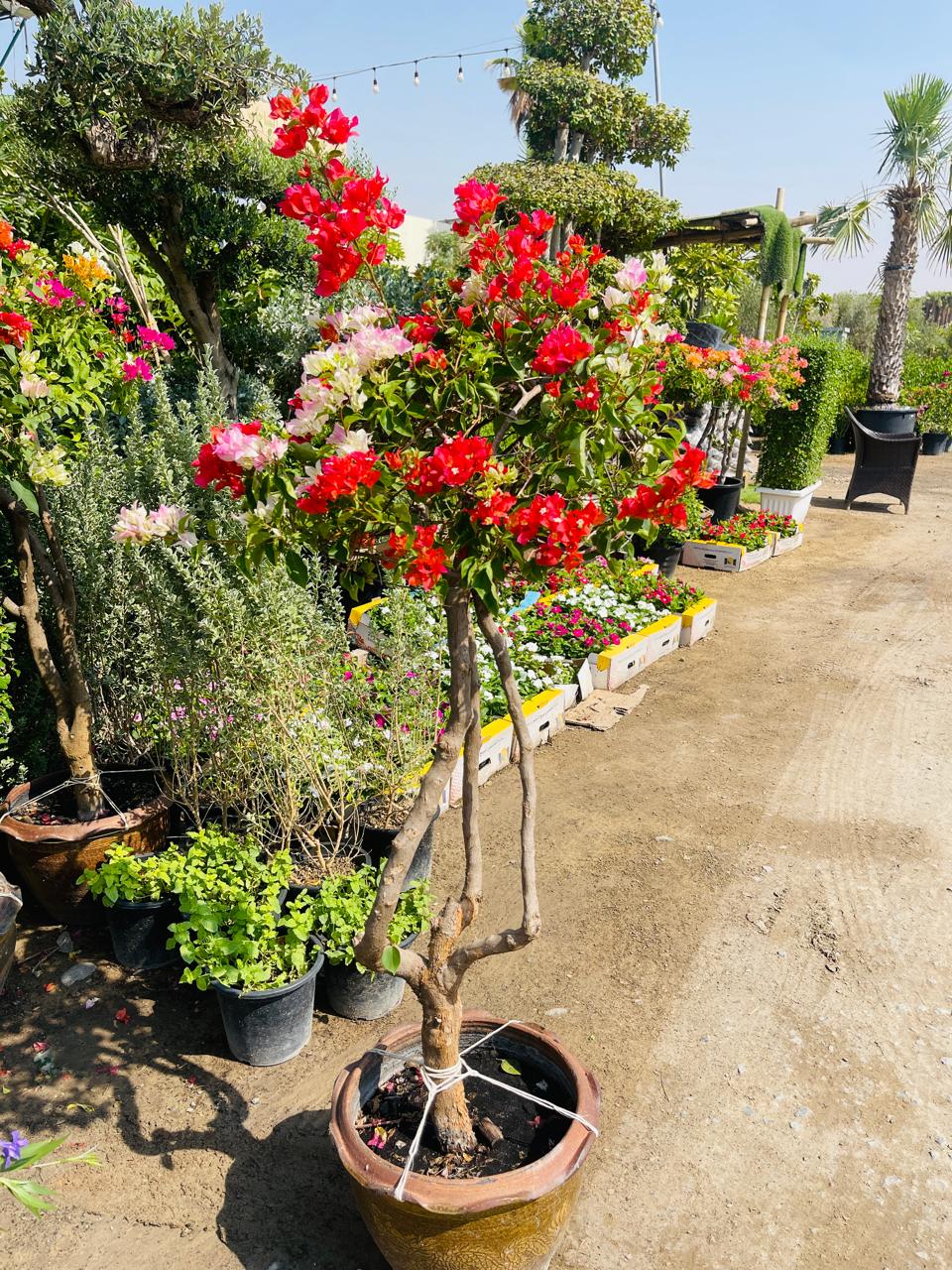 Potted bougainvillea single-head plant with red and pink blossoms, on a tall stem