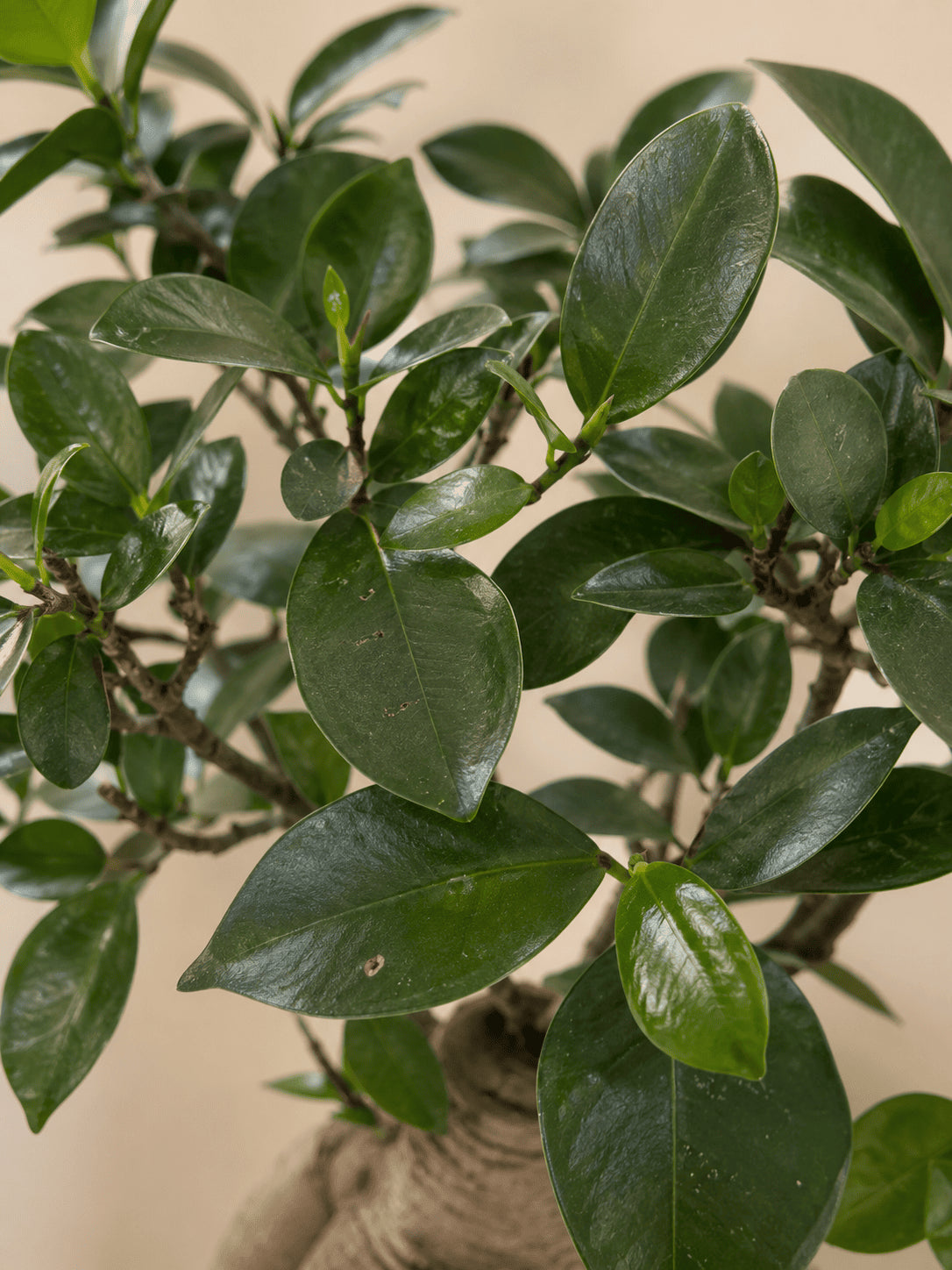 Close-up bonsai branches with glossy green leaves in beige pot
