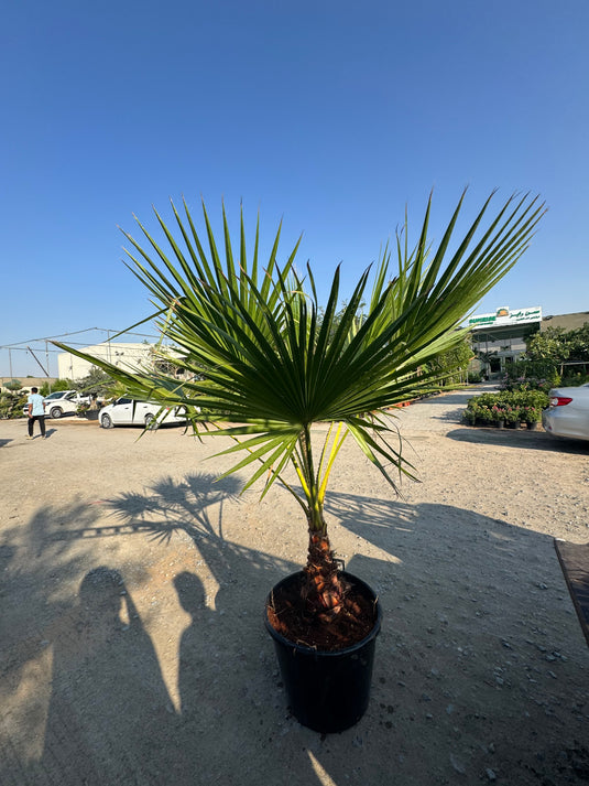 Mexican Fan Palm