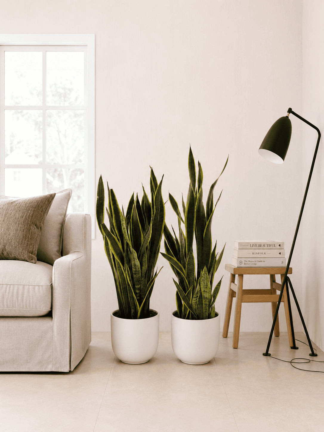 Pair of large snake plants in white ceramic pots, upright variegated leaves