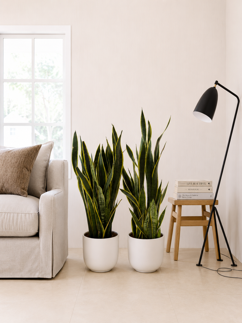 Pair of Large Snake Plants