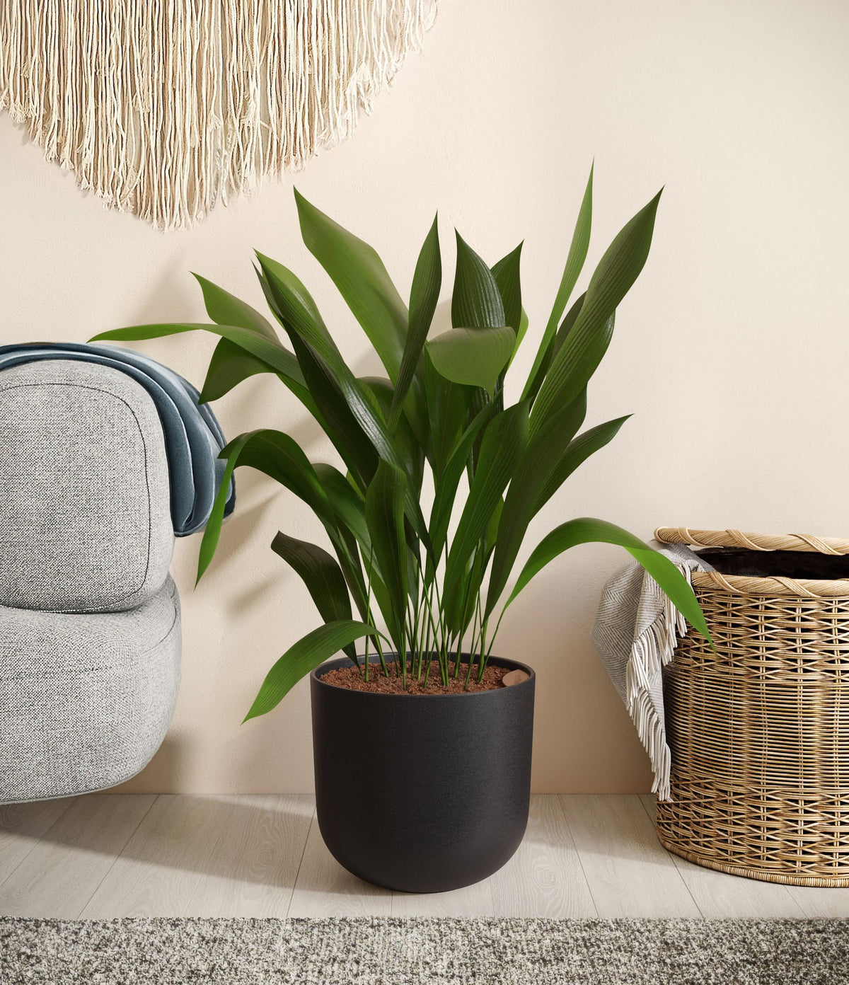 Cast iron plant in matte dark pot with upright green leaves