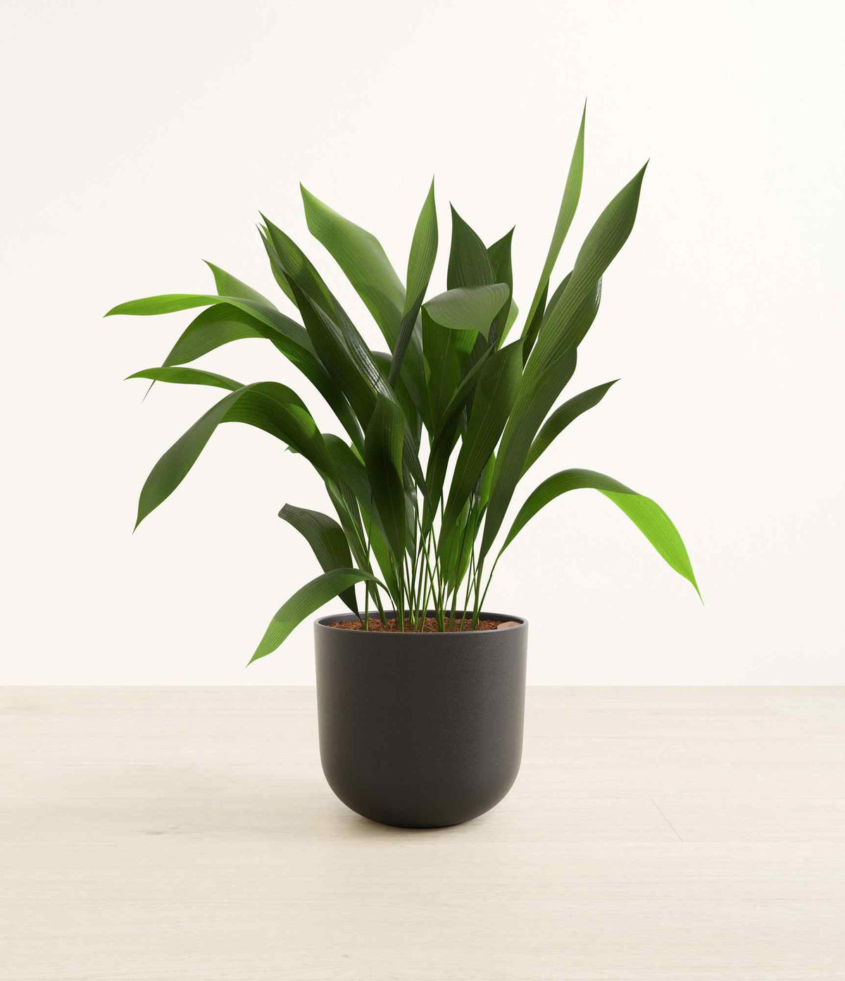Cast iron plant in dark gray pot with long green leaves