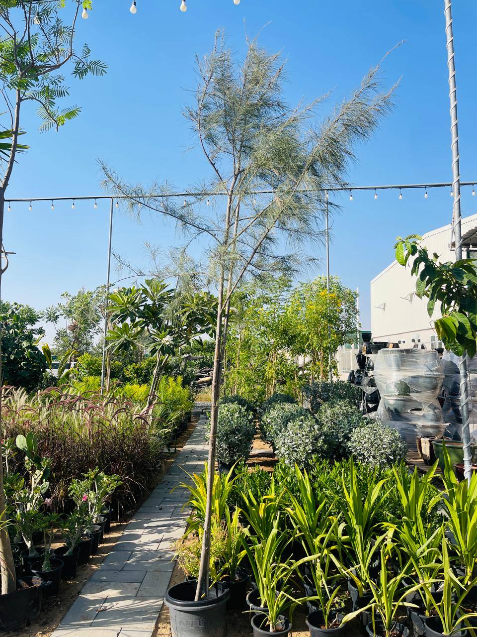 Australian pine tree in black pot, tall slim trunk with feathery green fronds