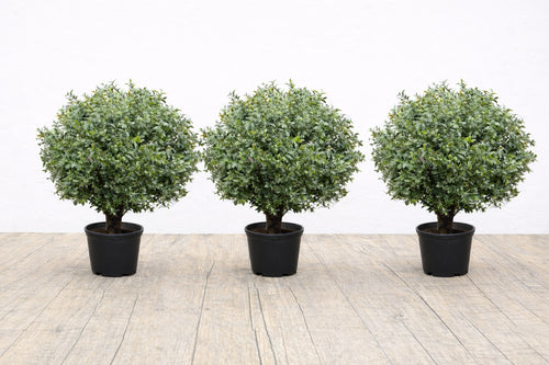 Set of three artificial green topiary ball trees in black pots