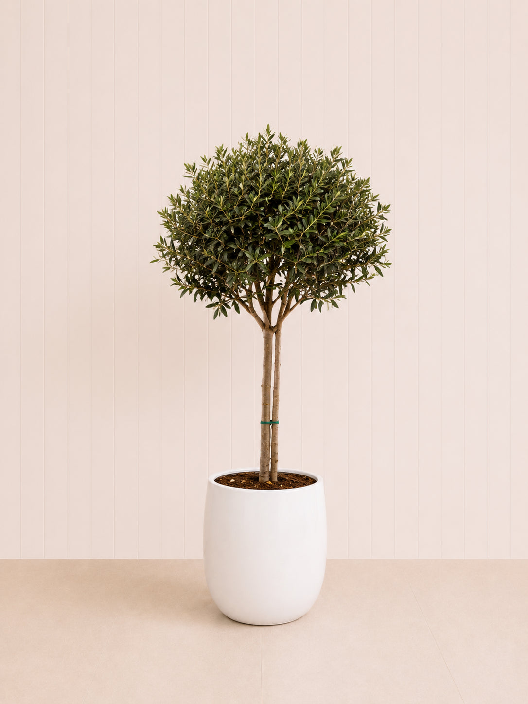 Olive topiary tree with rounded foliage in a white ceramic pot