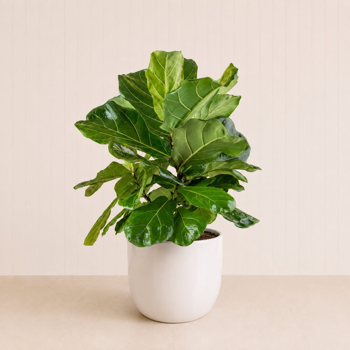 Fiddle-leaf plant in white pot with glossy green leaves.