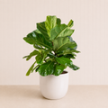 Fiddle Plant
