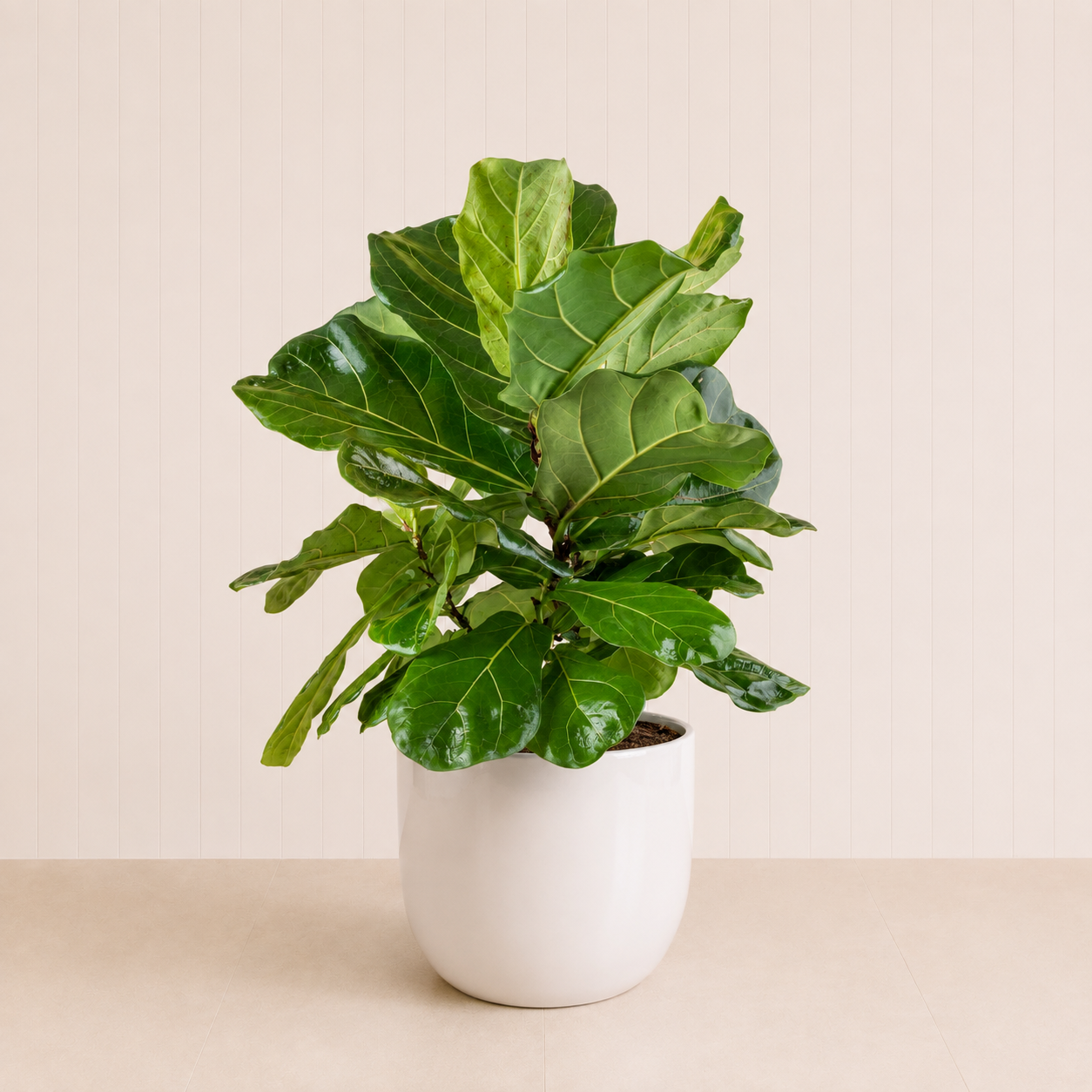 Fiddle Plant