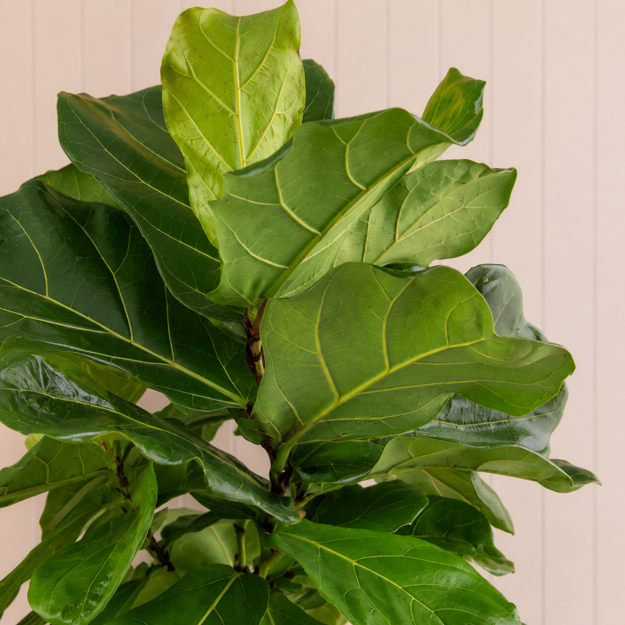 Fiddle Plant
