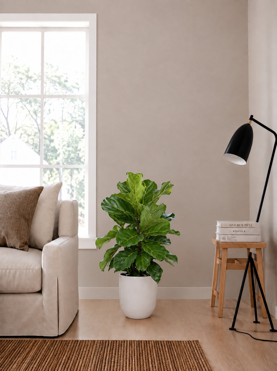 Fiddle-leaf plant in white pot with spreading glossy green leaves.