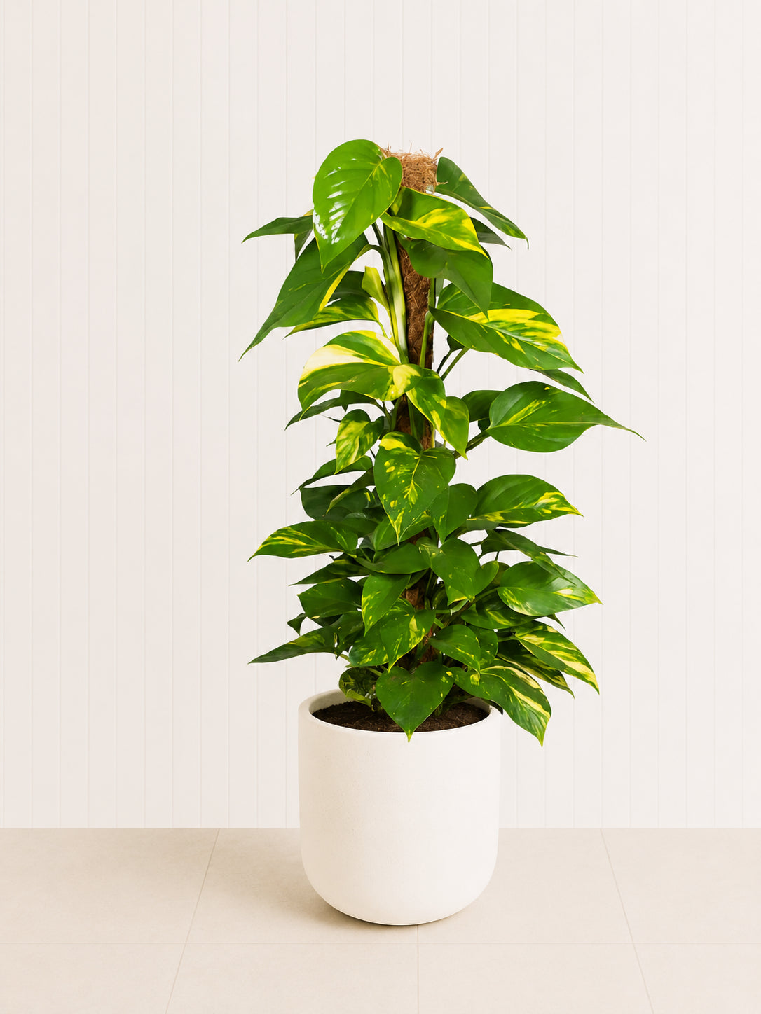 Money plant with variegated green leaves in a white planter pot