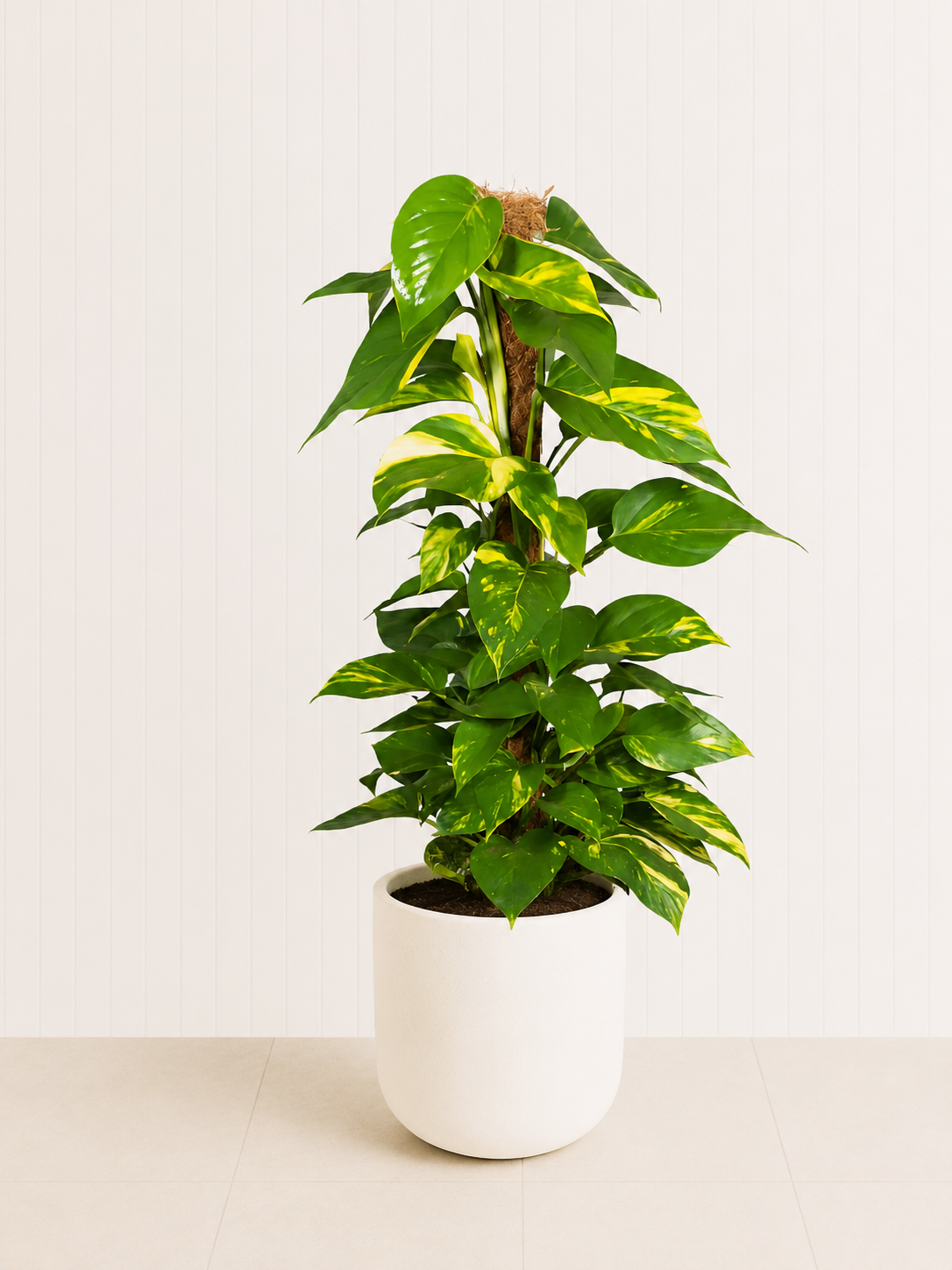 Money Plant - Holland