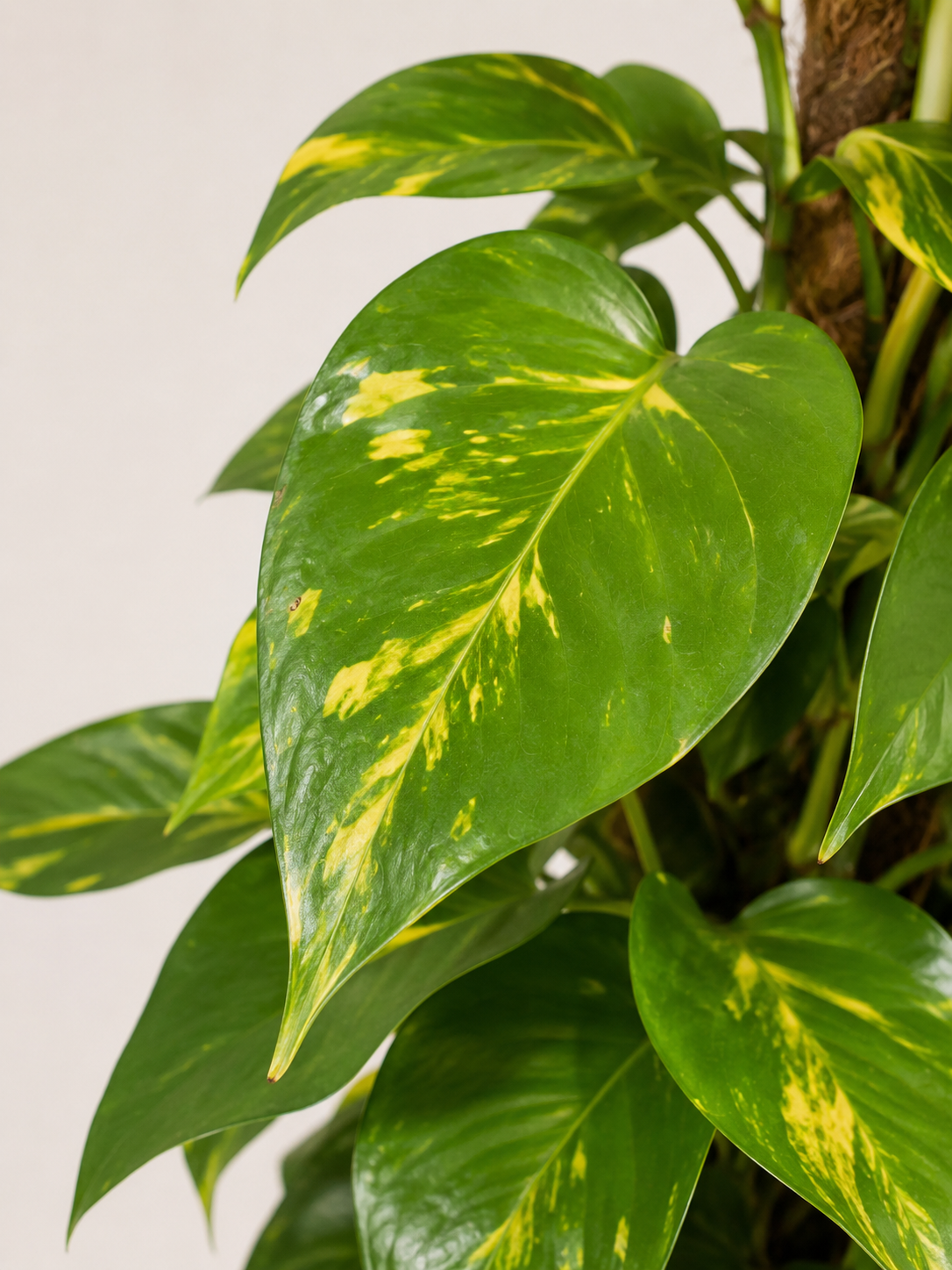 Money Plant - Holland