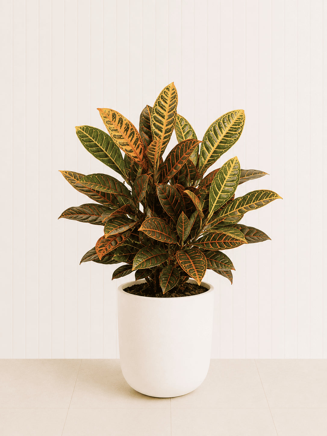 Variegated indoor leafy plant in white ceramic pot, full view