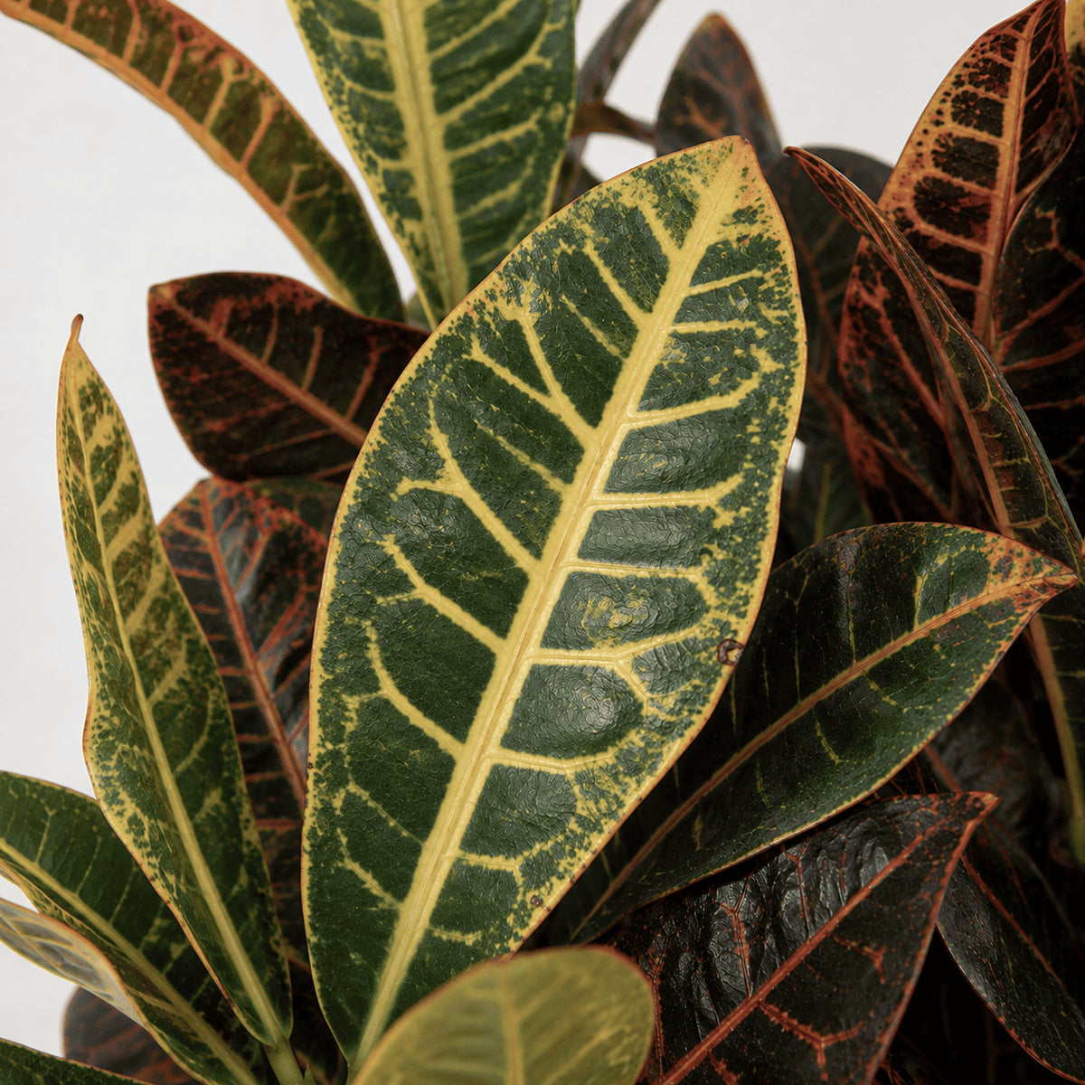 Close-up of variegated leaves with green centers and yellow veins