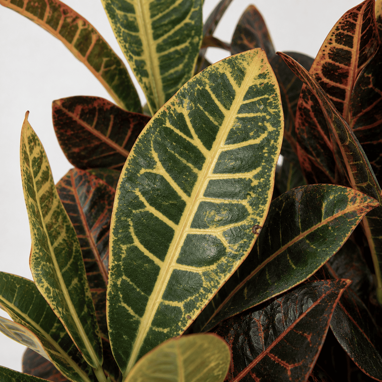 Croton Indoor