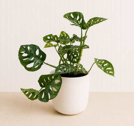 Monkey Monstera