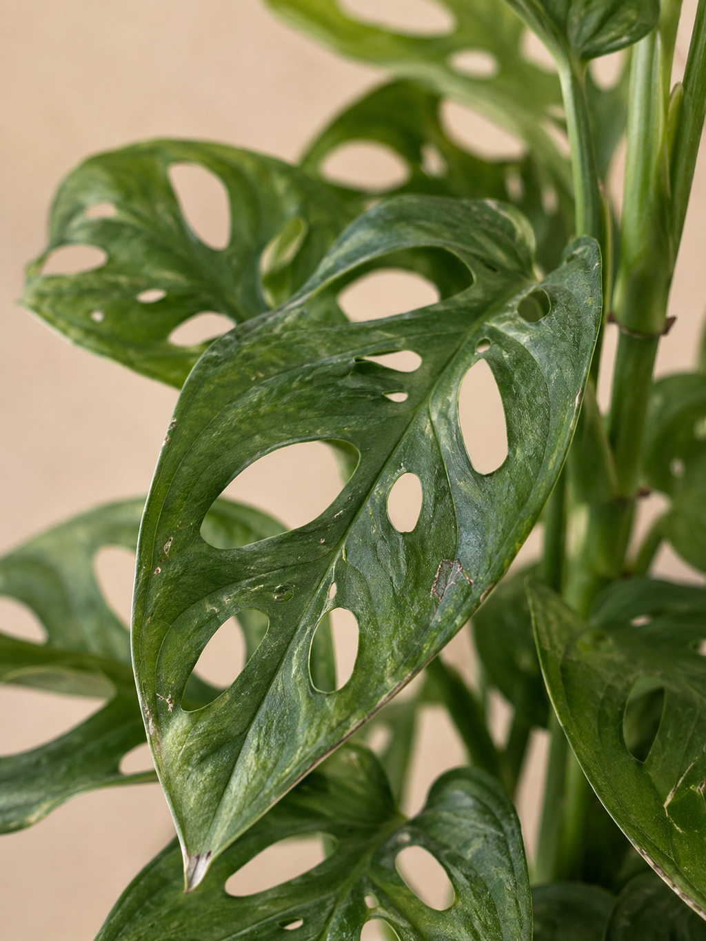 Monkey Monstera