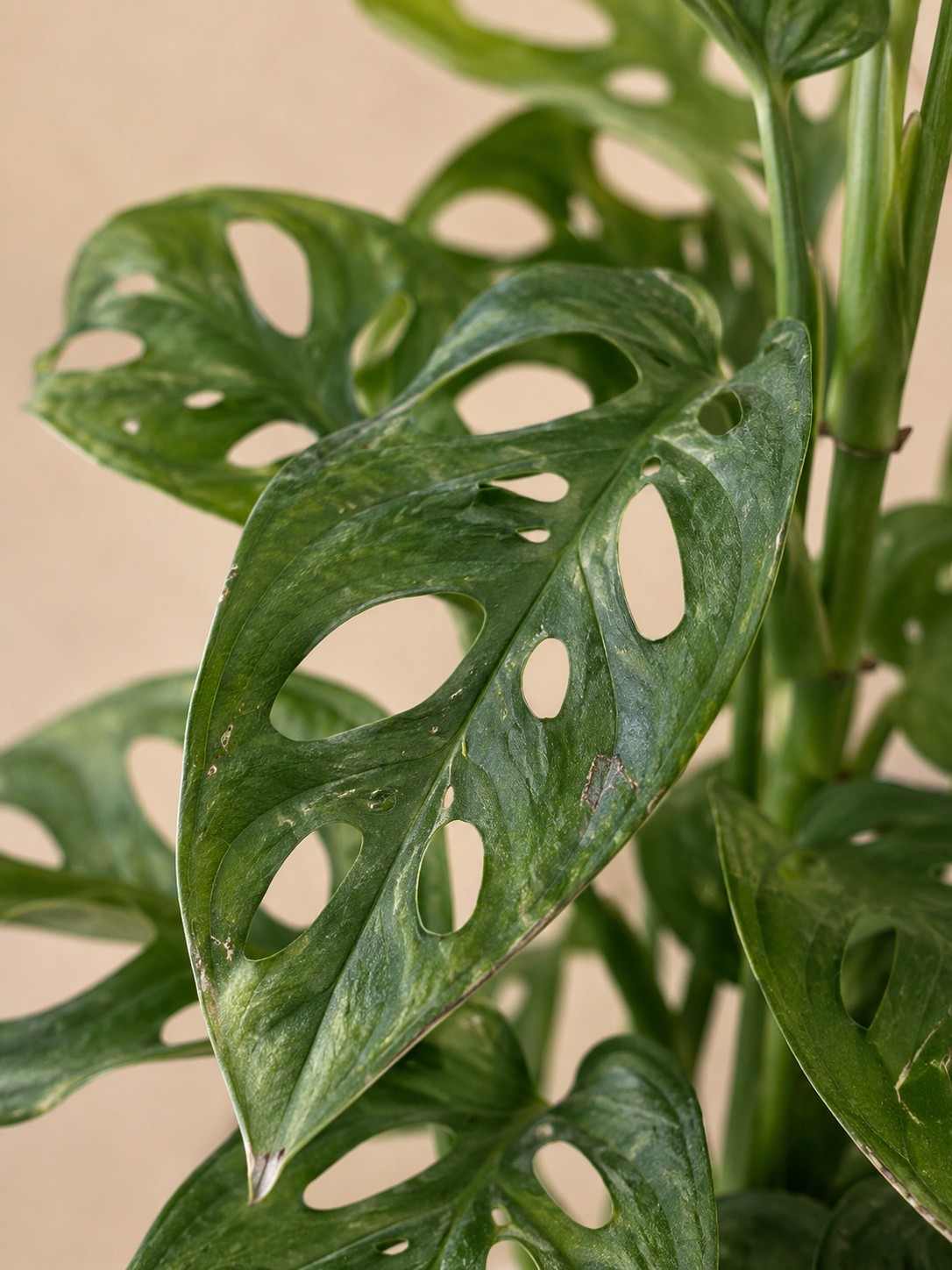 Monkey Monstera