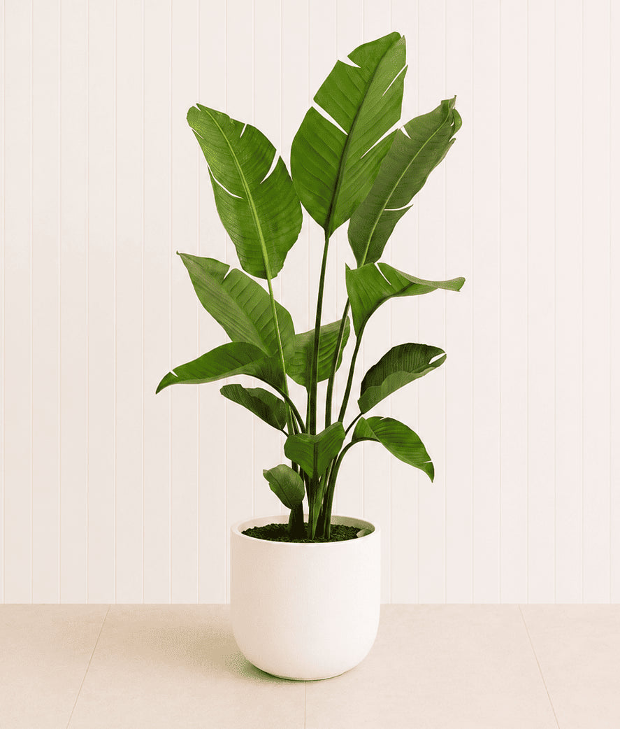 Bird of paradise plant with broad green leaves in a white pot.
