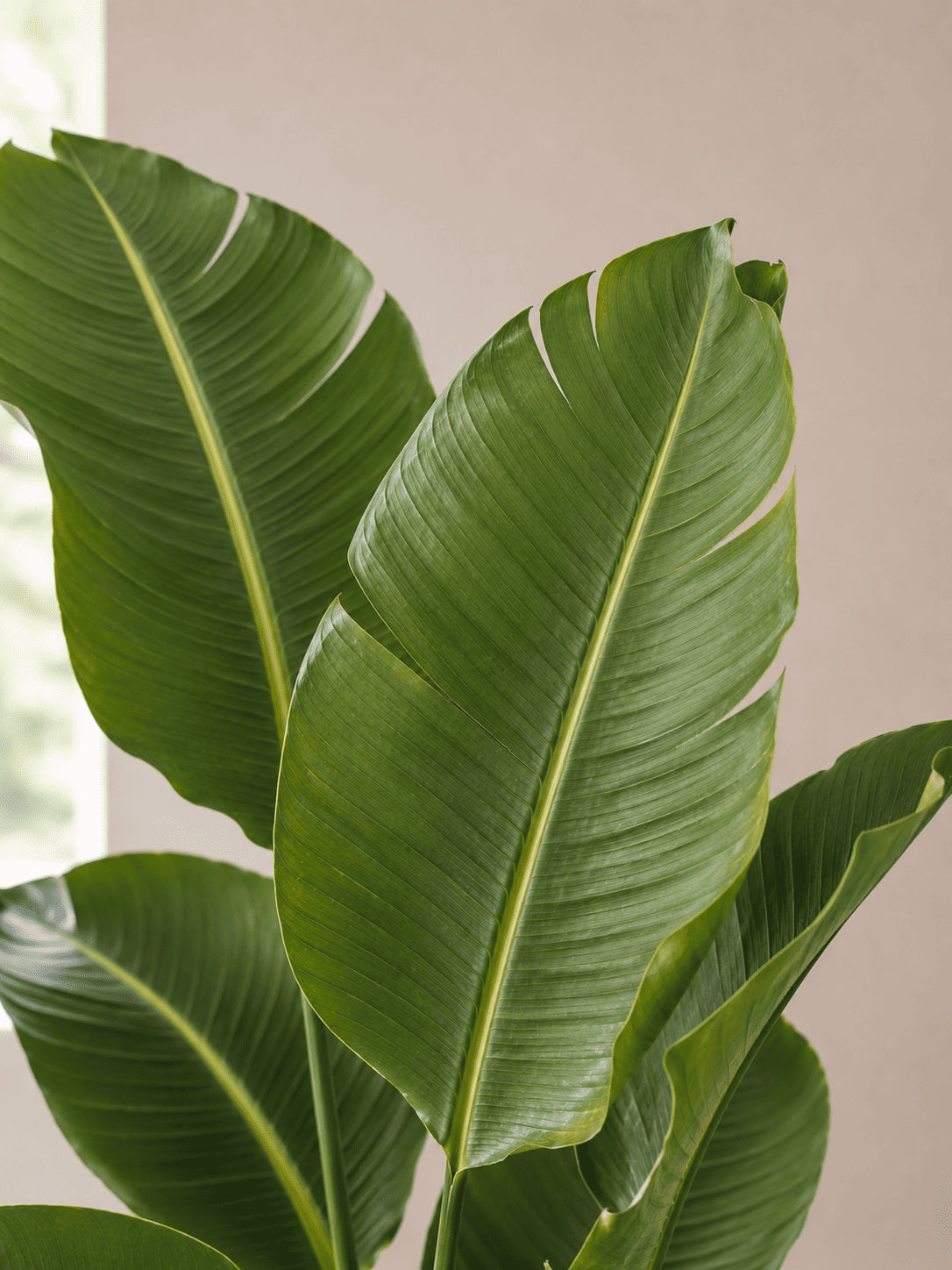 Large green tropical leaves on a potted plant, close-up.