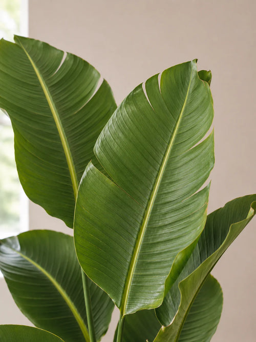 Bird of Paradise Duo