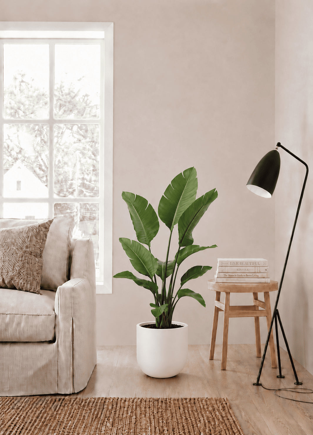 Potted tropical plant with upright green leaves, full plant view.