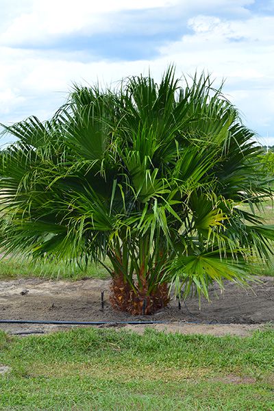 Chinese fan palm tree in outdoor round pot, dense green fronds