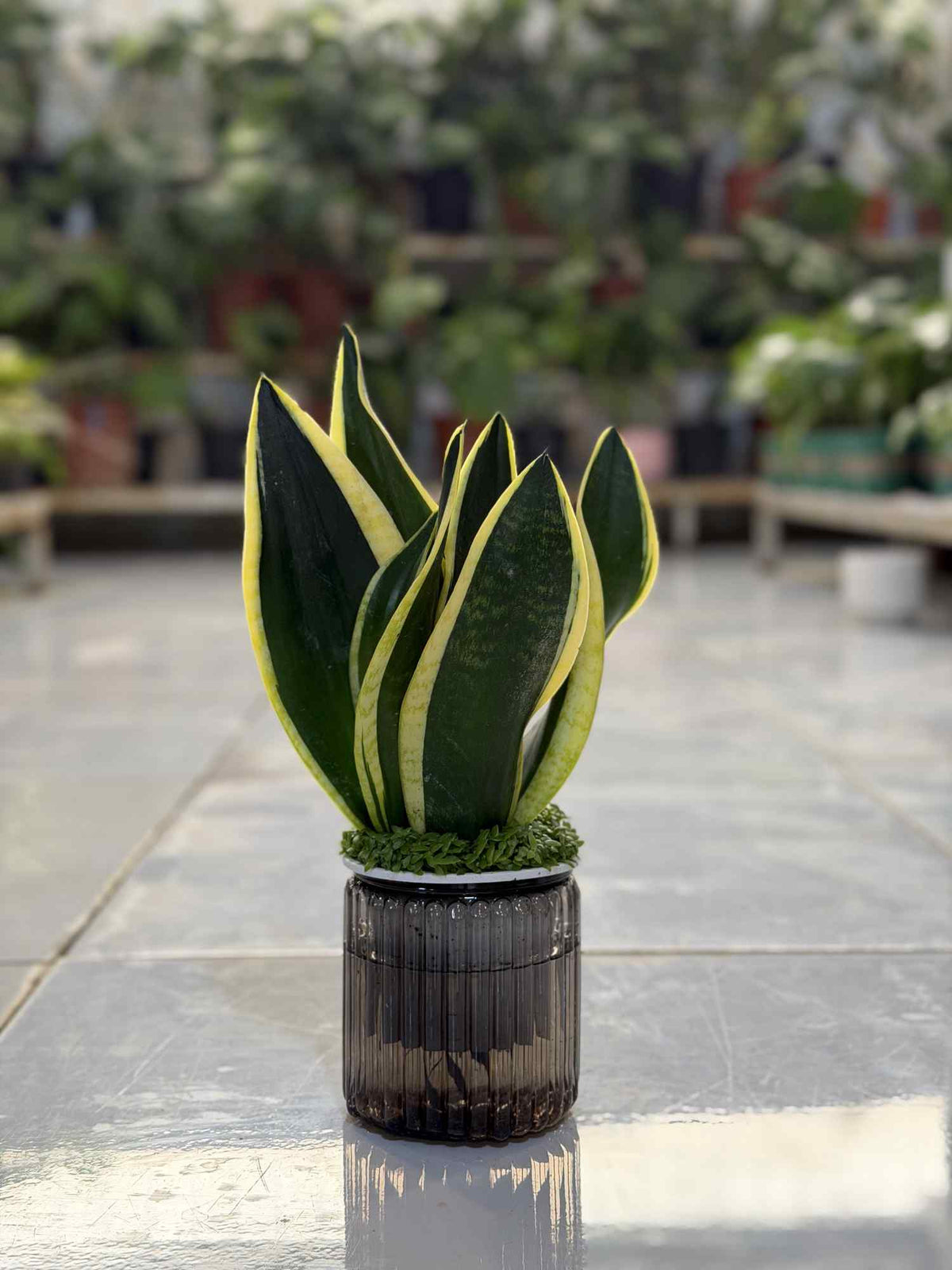 Snake plant in dark ribbed ceramic pot with upright green and yellow-edged leaves