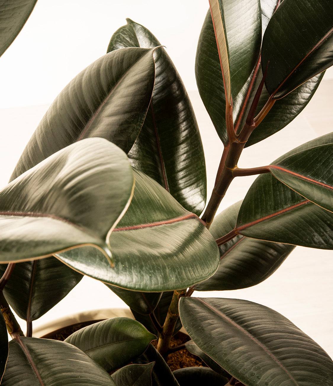 Rubber plant closeup of glossy dark green leaves on red-edged stems