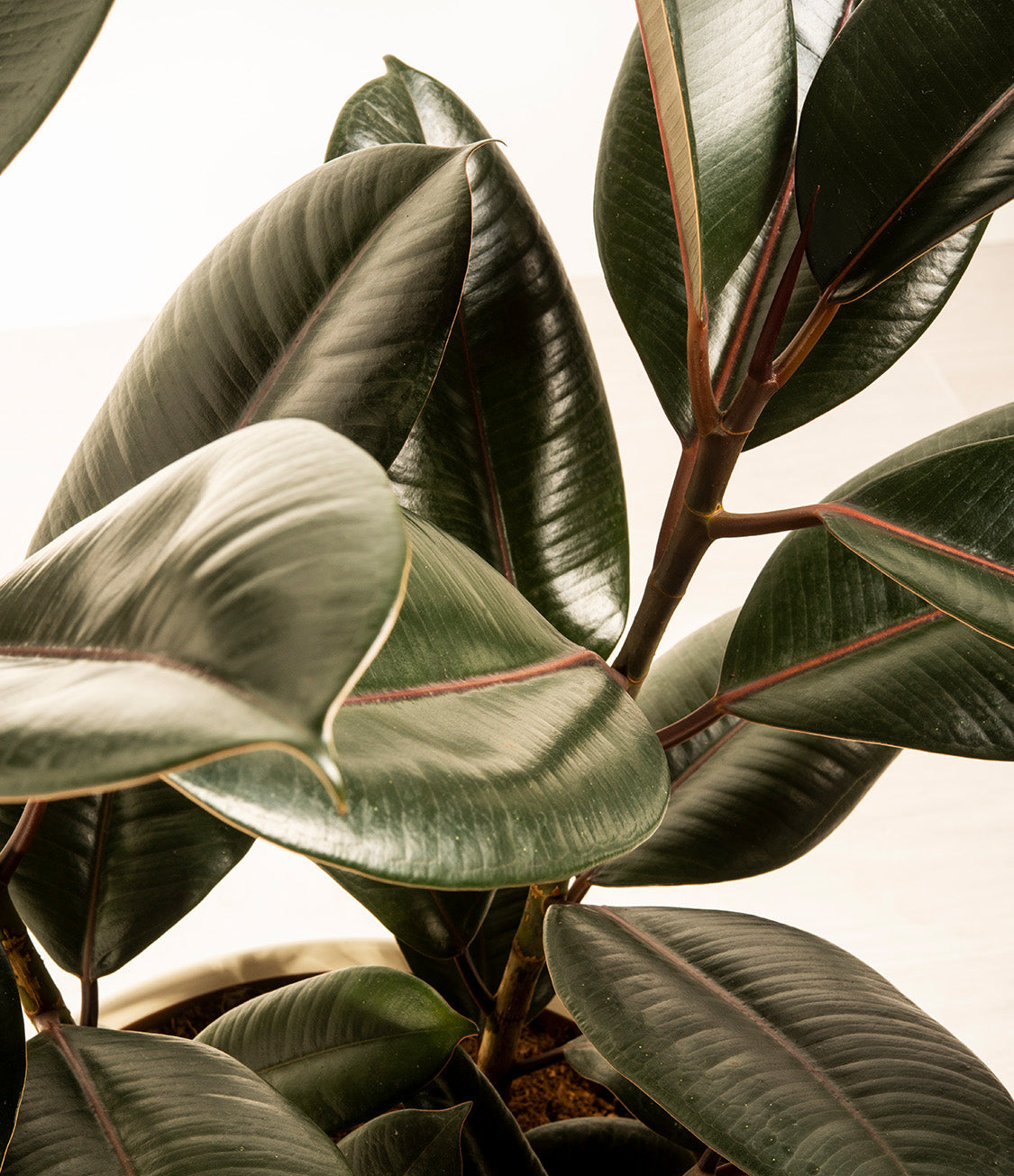 Rubber Plant