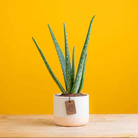 Aloe vera plant in white ceramic pot with upright green leaves