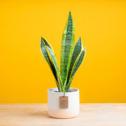 Snake Plant