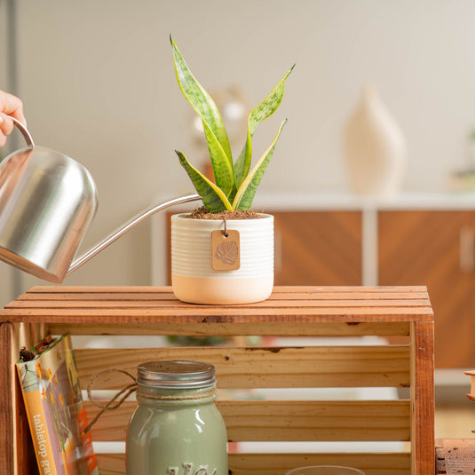 Snake Plant