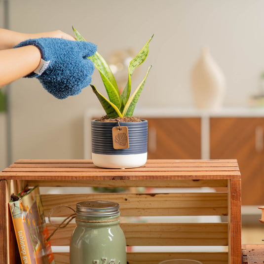 Snake Plant