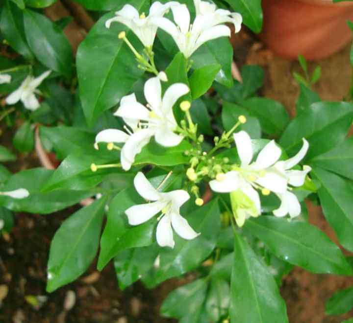 Thai jasmine plant with white star-shaped flowers and green glossy leaves