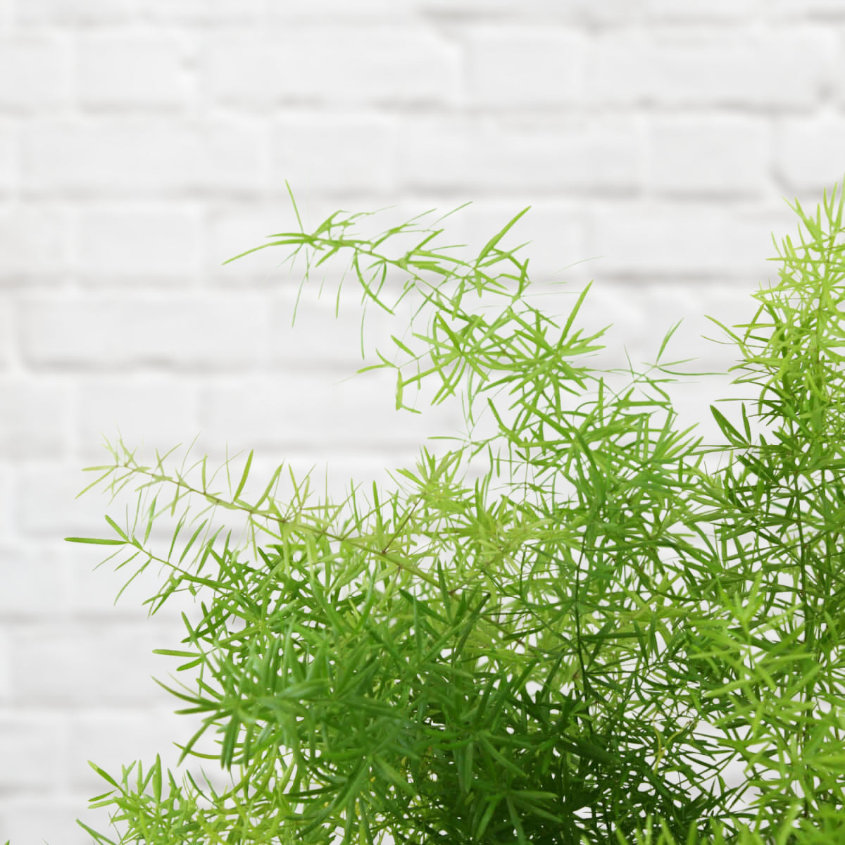 Asparagus fern foliage with bright green lacy fronds in a dense hanging mass