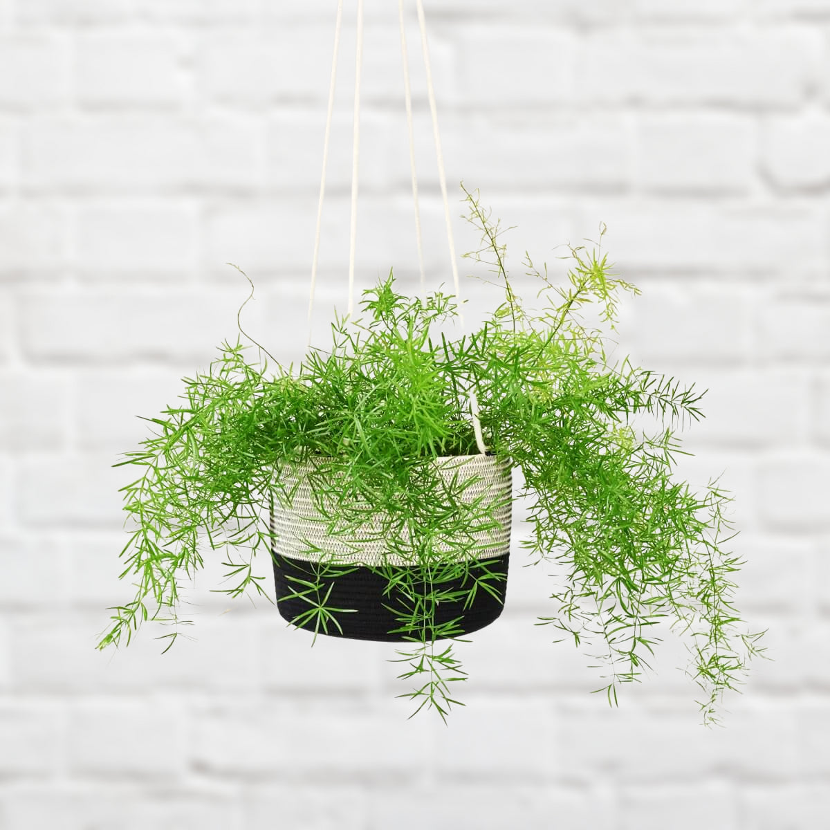 Hanging asparagus fern in woven basket pot with black liner, bright green fronds