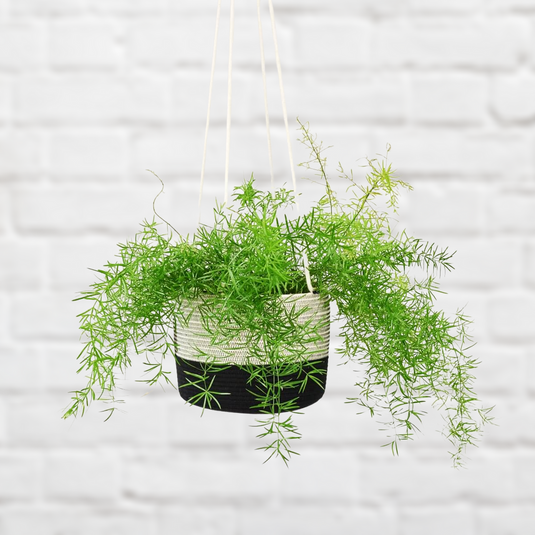 Asparagus Fern Hanging