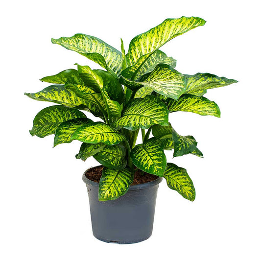 Dieffenbachia Seguine