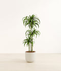 Dracaena Janet Craig