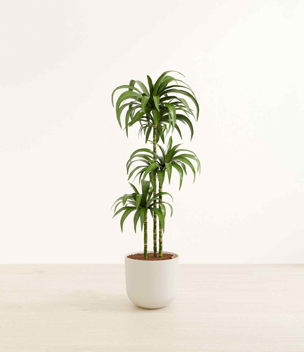 Dracaena Janet Craig plant in light gray ceramic pot, multi-stem with green leaves