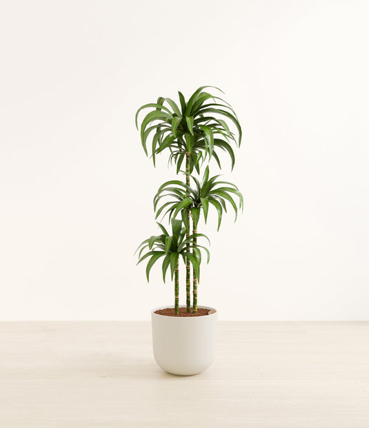 Dracaena Janet Craig