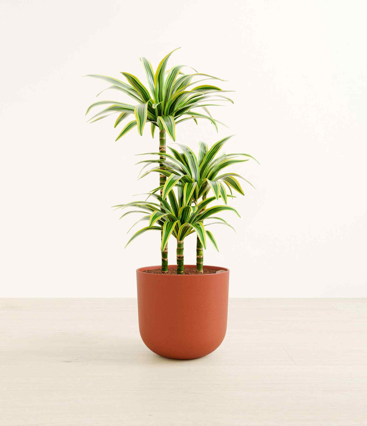 Dracaena Lemon Lime plant in terracotta pot with striped green and yellow leaves