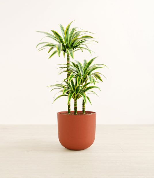 Dracaena Lemon Lime